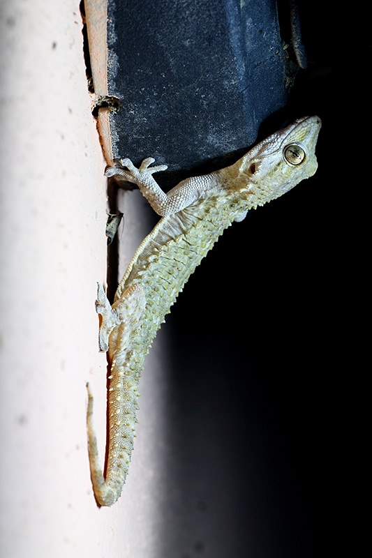 Il Geco e il lampione (Tarentola mauritanica)